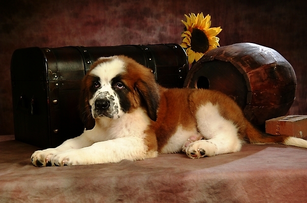 포토 JPG 식물 동물 척추동물 한마리 육지동물 꽃 반려견 포유류 해바라기 벽돌 실내 사람없음 반려동물 상자 개 강아지 보물상자 세인트버나드 반려 국내포토 1 내부 파일형식