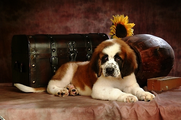 포토 JPG 식물 동물 척추동물 한마리 육지동물 꽃 반려견 포유류 해바라기 벽돌 실내 사람없음 반려동물 상자 개 강아지 보물상자 세인트버나드 반려 국내포토 1 내부 파일형식