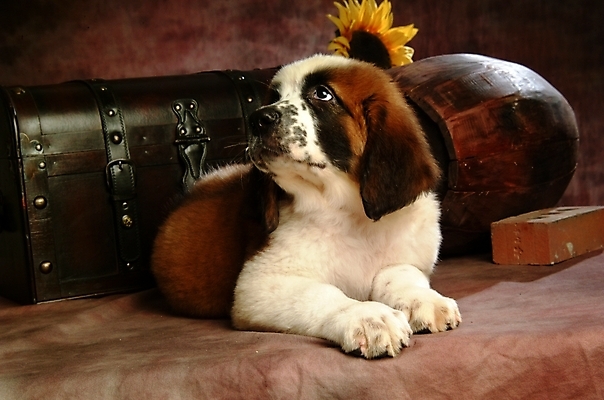 포토 JPG 식물 동물 척추동물 한마리 육지동물 꽃 반려견 포유류 해바라기 벽돌 실내 사람없음 반려동물 상자 개 강아지 보물상자 세인트버나드 반려 국내포토 1 내부 파일형식