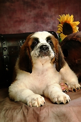 포토 JPG 식물 동물 척추동물 한마리 육지동물 꽃 반려견 포유류 해바라기 실내 사람없음 반려동물 상자 개 강아지 보물상자 세인트버나드 반려 국내포토 1 내부 파일형식