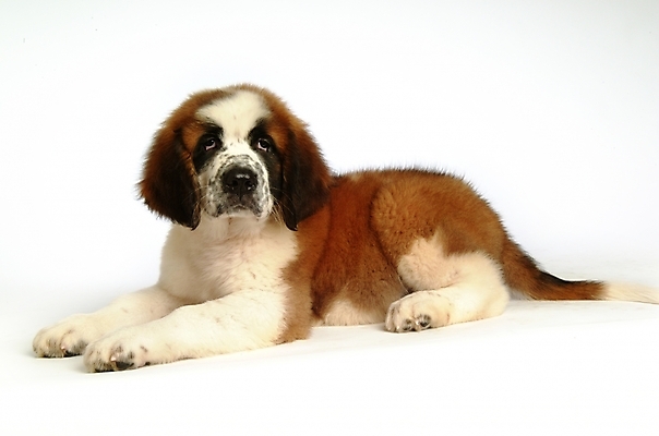 포토 JPG 스튜디오촬영 동물 척추동물 한마리 육지동물 반려견 포유류 사람없음 반려동물 개 강아지 세인트버나드 반려 국내포토 1 실내 파일형식