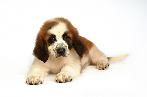 포토 JPG 스튜디오촬영 동물 척추동물 한마리 육지동물 반려견 포유류 사람없음 반려동물 개 강아지 세인트버나드 반려 국내포토 1 실내 파일형식