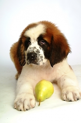 포토 JPG 스튜디오촬영 동물 척추동물 한마리 육지동물 반려견 과일 포유류 사람없음 반려동물 개 강아지 세인트버나드 반려 국내포토 1 실내 파일형식