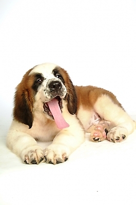 포토 JPG 스튜디오촬영 동물 척추동물 한마리 육지동물 반려견 포유류 사람없음 반려동물 개 강아지 세인트버나드 반려 국내포토 1 실내 파일형식