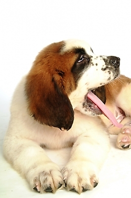 포토 JPG 스튜디오촬영 동물 척추동물 한마리 육지동물 반려견 포유류 사람없음 반려동물 개 강아지 세인트버나드 반려 국내포토 1 실내 파일형식