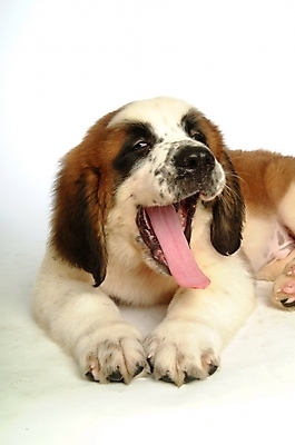 포토 JPG 스튜디오촬영 동물 척추동물 한마리 육지동물 반려견 포유류 사람없음 반려동물 개 강아지 세인트버나드 반려 국내포토 1 실내 파일형식