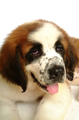 포토 JPG 스튜디오촬영 동물 척추동물 한마리 육지동물 반려견 포유류 사람없음 반려동물 개 강아지 세인트버나드 반려 국내포토 1 실내 파일형식