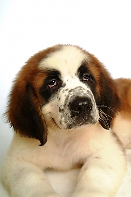 포토 JPG 스튜디오촬영 동물 척추동물 한마리 육지동물 반려견 포유류 사람없음 반려동물 개 강아지 세인트버나드 반려 국내포토 1 실내 파일형식