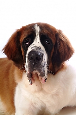 포토 JPG 스튜디오촬영 동물 척추동물 한마리 육지동물 반려견 포유류 사람없음 반려동물 개 강아지 세인트버나드 반려 국내포토 1 실내 파일형식