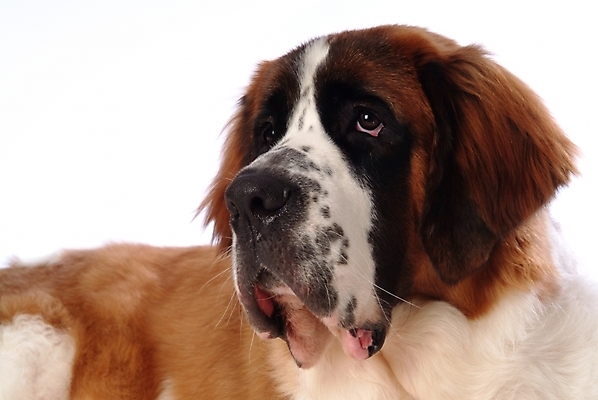 포토 JPG 스튜디오촬영 동물 척추동물 한마리 육지동물 반려견 포유류 사람없음 반려동물 개 강아지 세인트버나드 반려 국내포토 1 실내 파일형식