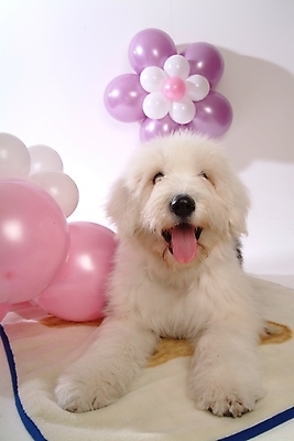 포토 JPG 스튜디오촬영 동물 척추동물 한마리 육지동물 반려견 포유류 사람없음 장식 반려동물 개 강아지 풍선 반려 올드잉글리쉬쉽독 국내포토 1 실내 파일형식