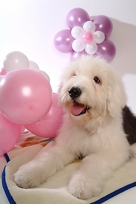 포토 JPG 스튜디오촬영 동물 척추동물 한마리 육지동물 반려견 포유류 사람없음 장식 반려동물 개 강아지 풍선 반려 올드잉글리쉬쉽독 국내포토 1 실내 파일형식