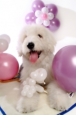 포토 JPG 동물 척추동물 한마리 육지동물 반려견 포유류 실내 사람없음 장식 반려동물 개 강아지 풍선 반려 올드잉글리쉬쉽독 국내포토 1 내부 파일형식