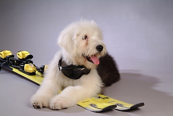 포토 JPG 동물 척추동물 한마리 육지동물 반려견 스포츠용품 포유류 스키 고글 실내 사람없음 반려동물 양치기 개 강아지 반려 올드잉글리쉬쉽독 국내포토 직업 1 스포츠 겨울스포츠 내부 오브젝트 파일형식