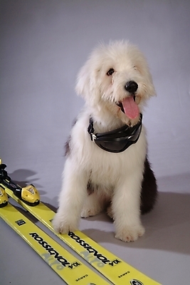 포토 JPG 동물 척추동물 한마리 육지동물 반려견 스포츠용품 포유류 스키 고글 실내 사람없음 반려동물 양치기 개 강아지 반려 올드잉글리쉬쉽독 국내포토 직업 1 스포츠 겨울스포츠 내부 오브젝트 파일형식