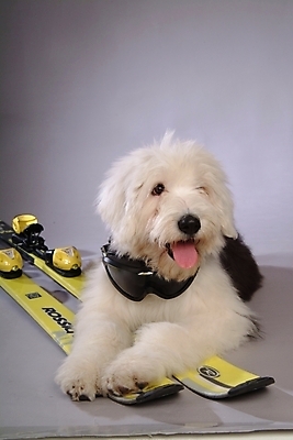 포토 JPG 동물 척추동물 한마리 육지동물 반려견 스포츠용품 포유류 스키 고글 실내 사람없음 반려동물 양치기 개 강아지 반려 올드잉글리쉬쉽독 국내포토 직업 1 스포츠 겨울스포츠 내부 오브젝트 파일형식