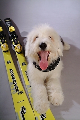 포토 JPG 동물 척추동물 한마리 육지동물 반려견 스포츠용품 포유류 스키 고글 실내 사람없음 반려동물 양치기 개 강아지 반려 올드잉글리쉬쉽독 국내포토 직업 1 스포츠 겨울스포츠 내부 오브젝트 파일형식