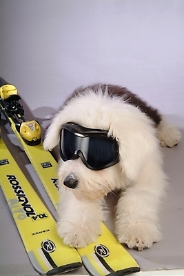 포토 JPG 동물 척추동물 한마리 육지동물 반려견 스포츠용품 포유류 스키 고글 실내 사람없음 반려동물 양치기 개 강아지 반려 올드잉글리쉬쉽독 국내포토 직업 1 스포츠 겨울스포츠 내부 오브젝트 파일형식