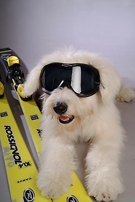 포토 JPG 동물 척추동물 한마리 육지동물 반려견 스포츠용품 포유류 스키 고글 실내 사람없음 반려동물 양치기 개 강아지 반려 올드잉글리쉬쉽독 국내포토 직업 1 스포츠 겨울스포츠 내부 오브젝트 파일형식