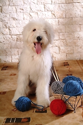 포토 JPG 동물 척추동물 한마리 육지동물 반려견 포유류 실내 사람없음 반려동물 바구니 털실 실 양치기 개 강아지 바느질도구 실타래 실뭉치 반려 올드잉글리쉬쉽독 국내포토 직업 1 내부 오브젝트 파일형식