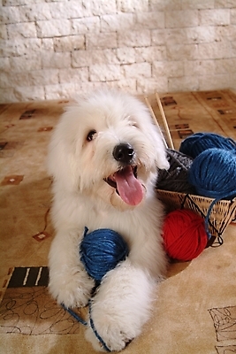 포토 JPG 동물 척추동물 한마리 육지동물 반려견 포유류 실내 사람없음 반려동물 바구니 털실 실 양치기 개 강아지 바느질도구 실타래 실뭉치 반려 올드잉글리쉬쉽독 국내포토 직업 1 내부 오브젝트 파일형식