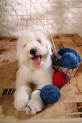 포토 JPG 동물 척추동물 한마리 육지동물 반려견 포유류 실내 사람없음 반려동물 바구니 털실 실 양치기 개 강아지 바느질도구 실타래 실뭉치 반려 올드잉글리쉬쉽독 국내포토 직업 1 내부 오브젝트 파일형식