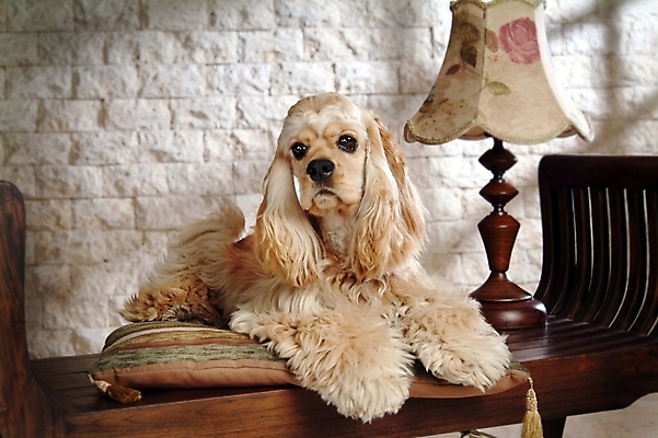 포토 JPG 동물 척추동물 한마리 육지동물 반려견 가구 포유류 실내 사람없음 반려동물 인테리어 코커스패니얼 스패니얼 침대 스탠드 개 아메리칸코커스패니얼 강아지침대 반려 국내포토 1 디자인 생활용품 조명 내부 애견용품 파일형식