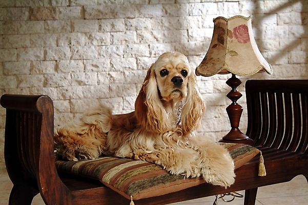 포토 JPG 동물 척추동물 한마리 육지동물 반려견 가구 포유류 실내 사람없음 반려동물 코커스패니얼 스패니얼 스탠드 개 아메리칸코커스패니얼 강아지침대 반려 국내포토 1 생활용품 조명 내부 침대 애견용품 파일형식