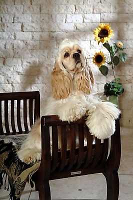 포토 JPG 식물 동물 척추동물 한마리 육지동물 꽃 반려견 가구 포유류 해바라기 실내 사람없음 반려동물 코커스패니얼 스패니얼 개 아메리칸코커스패니얼 강아지침대 반려 국내포토 1 생활용품 내부 침대 애견용품 파일형식