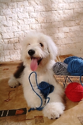 포토 JPG 동물 척추동물 한마리 육지동물 반려견 포유류 실내 사람없음 반려동물 바구니 털실 실 양치기 개 강아지 바느질도구 실타래 실뭉치 반려 올드잉글리쉬쉽독 국내포토 직업 1 내부 오브젝트 파일형식