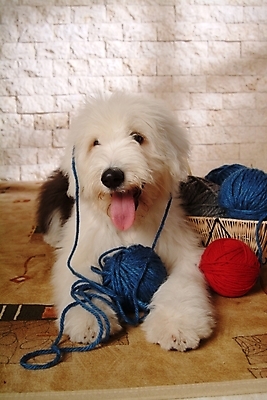 포토 JPG 동물 척추동물 한마리 육지동물 반려견 포유류 실내 사람없음 반려동물 바구니 털실 실 양치기 개 강아지 바느질도구 실타래 실뭉치 반려 올드잉글리쉬쉽독 국내포토 직업 1 내부 오브젝트 파일형식