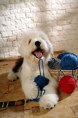 포토 JPG 동물 척추동물 한마리 육지동물 반려견 포유류 실내 사람없음 반려동물 바구니 털실 실 양치기 개 강아지 바느질도구 실타래 실뭉치 반려 올드잉글리쉬쉽독 국내포토 직업 1 내부 오브젝트 파일형식