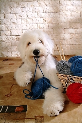 포토 JPG 동물 척추동물 한마리 육지동물 반려견 포유류 실내 사람없음 반려동물 바구니 털실 실 양치기 개 강아지 바느질도구 실타래 실뭉치 반려 올드잉글리쉬쉽독 국내포토 직업 1 내부 오브젝트 파일형식