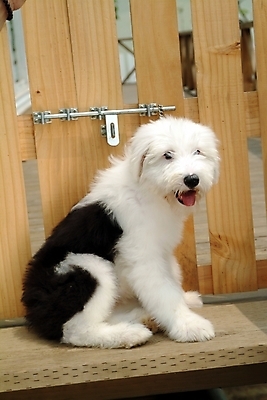 포토 JPG 동물 척추동물 한마리 육지동물 반려견 포유류 실내 사람없음 반려동물 문 양치기 개 강아지 반려 올드잉글리쉬쉽독 국내포토 직업 1 내부 파일형식