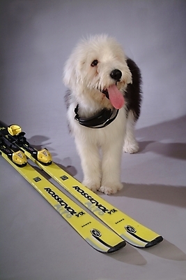 포토 JPG 동물 척추동물 한마리 육지동물 반려견 스포츠용품 포유류 스키 실내 사람없음 반려동물 양치기 개 강아지 반려 올드잉글리쉬쉽독 국내포토 직업 1 스포츠 겨울스포츠 내부 오브젝트 파일형식