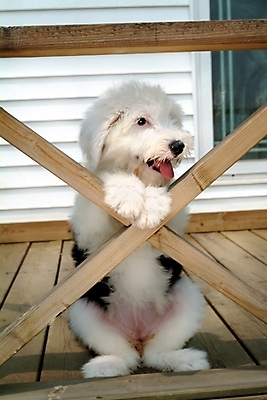 포토 JPG 주간 동물 척추동물 한마리 육지동물 건축물 건축 반려견 포유류 난간 주택 사람없음 야외 건물 반려동물 양치기 개 강아지 반려 올드잉글리쉬쉽독 국내포토 자연요소 직업 1 파일형식