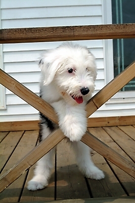 포토 JPG 주간 동물 척추동물 한마리 육지동물 건축물 건축 반려견 포유류 난간 주택 사람없음 야외 건물 반려동물 양치기 개 강아지 반려 올드잉글리쉬쉽독 국내포토 자연요소 직업 1 파일형식