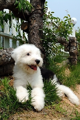 포토 JPG 주간 나무 식물 동물 척추동물 한마리 육지동물 반려견 포유류 잔디 초원 사람없음 야외 울타리 반려동물 풀 양치기 개 강아지 반려 올드잉글리쉬쉽독 국내포토 자연요소 직업 1 담장 파일형식