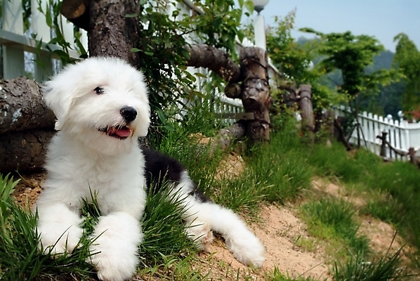 포토 JPG 주간 나무 식물 동물 척추동물 한마리 육지동물 반려견 포유류 잔디 초원 사람없음 야외 울타리 반려동물 풀 양치기 개 강아지 반려 올드잉글리쉬쉽독 국내포토 자연요소 직업 1 담장 파일형식