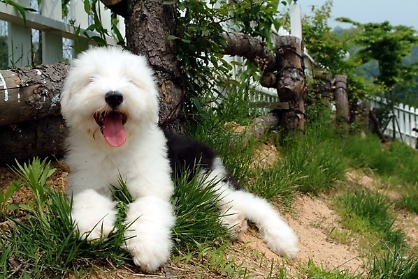 포토 JPG 주간 나무 식물 동물 척추동물 한마리 육지동물 반려견 포유류 잔디 초원 사람없음 야외 울타리 반려동물 풀 양치기 개 강아지 반려 올드잉글리쉬쉽독 국내포토 자연요소 직업 1 담장 파일형식