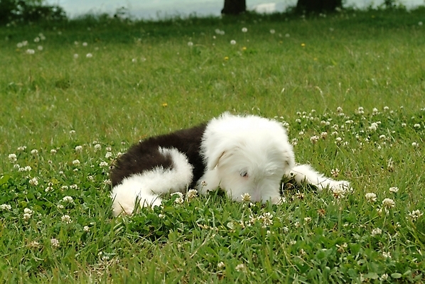 포토 JPG 주간 식물 동물 척추동물 한마리 육지동물 꽃 반려견 포유류 잔디 초원 사람없음 야외 반려동물 풀 양치기 개 강아지 반려 올드잉글리쉬쉽독 국내포토 자연요소 직업 1 파일형식