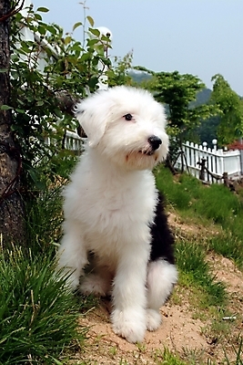 포토 JPG 주간 동물 척추동물 한마리 육지동물 반려견 포유류 하늘 잔디 초원 사람없음 야외 울타리 반려동물 풀 양치기 개 강아지 반려 올드잉글리쉬쉽독 국내포토 자연요소 식물 직업 1 담장 파일형식