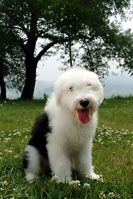 포토 JPG 주간 나무 식물 동물 척추동물 한마리 육지동물 꽃 반려견 포유류 잔디 사람없음 야외 반려동물 양치기 개 강아지 반려 올드잉글리쉬쉽독 국내포토 자연요소 직업 1 파일형식