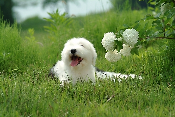 포토 JPG 주간 식물 동물 척추동물 한마리 육지동물 꽃 반려견 포유류 잔디 초원 사람없음 야외 반려동물 풀 양치기 개 강아지 반려 올드잉글리쉬쉽독 국내포토 자연요소 직업 1 파일형식