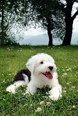 포토 JPG 주간 나무 식물 동물 척추동물 한마리 육지동물 꽃 반려견 포유류 잔디 초원 사람없음 야외 반려동물 풀 양치기 개 강아지 반려 올드잉글리쉬쉽독 국내포토 자연요소 직업 1 파일형식