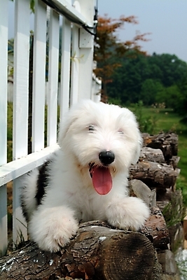 포토 JPG 주간 나무 식물 동물 척추동물 한마리 육지동물 반려견 포유류 사람없음 야외 울타리 반려동물 양치기 개 강아지 반려 올드잉글리쉬쉽독 국내포토 자연요소 직업 1 담장 파일형식