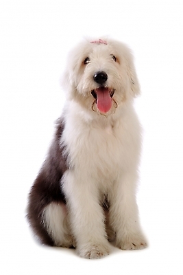 포토 JPG 스튜디오촬영 동물 척추동물 한마리 육지동물 반려견 장신구 포유류 사람없음 장식 반려동물 양치기 개 강아지 머리핀 애견용품 반려 올드잉글리쉬쉽독 국내포토 반려용품 직업 1 실내 오브젝트 파일형식