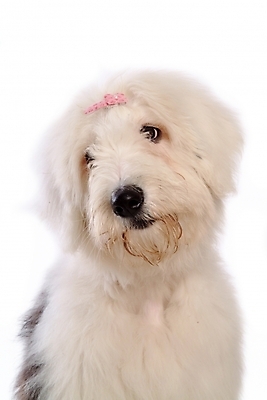 포토 JPG 스튜디오촬영 동물 척추동물 한마리 육지동물 반려견 장신구 포유류 사람없음 장식 반려동물 양치기 개 강아지 머리핀 애견용품 반려 올드잉글리쉬쉽독 국내포토 반려용품 직업 1 실내 오브젝트 파일형식