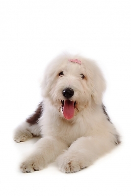 포토 JPG 스튜디오촬영 동물 척추동물 한마리 육지동물 반려견 장신구 포유류 사람없음 장식 반려동물 양치기 개 강아지 머리핀 애견용품 반려 올드잉글리쉬쉽독 국내포토 반려용품 직업 1 실내 오브젝트 파일형식