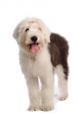 포토 JPG 스튜디오촬영 동물 척추동물 한마리 육지동물 반려견 장신구 포유류 사람없음 장식 반려동물 양치기 개 강아지 머리핀 애견용품 반려 올드잉글리쉬쉽독 국내포토 반려용품 직업 1 실내 오브젝트 파일형식